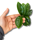 1 Planta Zamioculca Zenzi Verde Zamio Zaza Verde