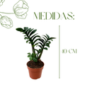 1 Planta Zamioculca Zenzi Verde Zamio Zaza Verde